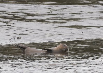 Zeehond - Common Seal
