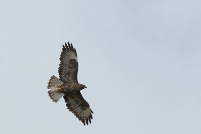 Buizerd