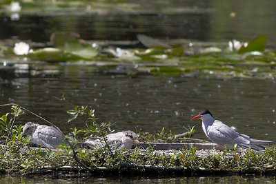 Visdief - Common Tern