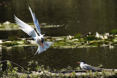 Sterns - Terns