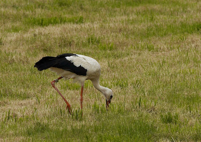 Ooievaar - White Stork