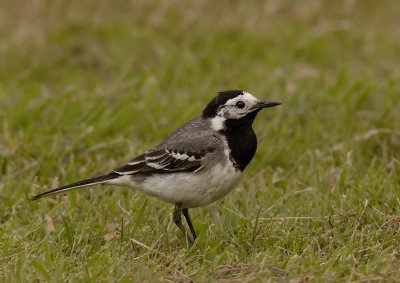 Witte Kwikstaart - Pied Wagtail