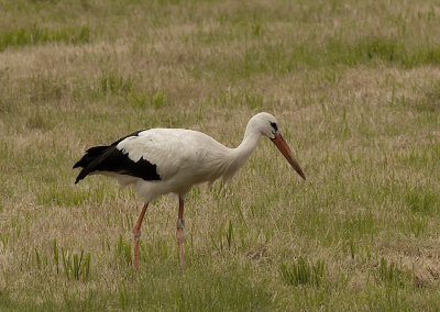 Ooievaar -  White Stork