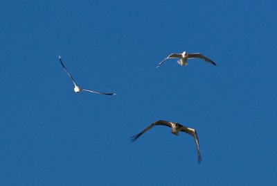 Osprey attacted by gulls