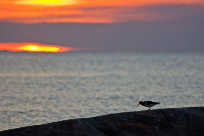 Oystercatcher in sunset