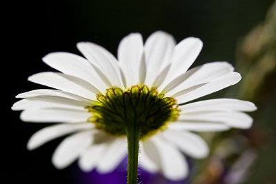 Oxeye Daisy