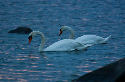 Swans after sunset
