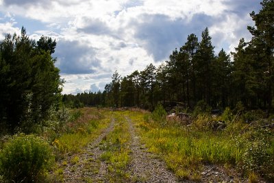 The forest road