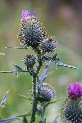 Punk by the road side
