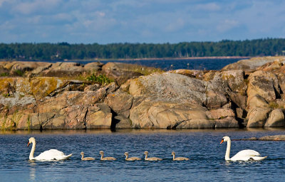 Swan family