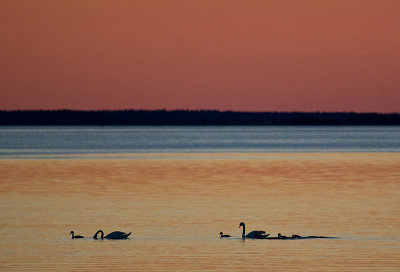 Swans going home for the night