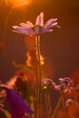 Backlight