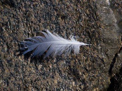 Feather
