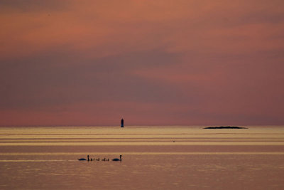 Swans