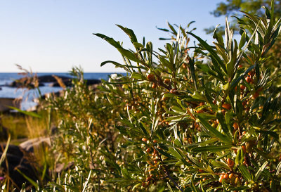 Sea Buckthorns