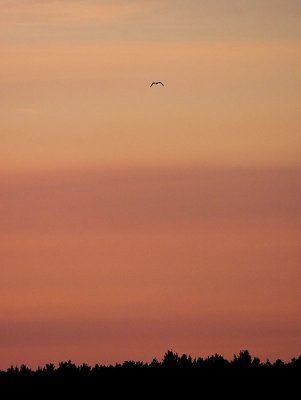 Osprey flying home