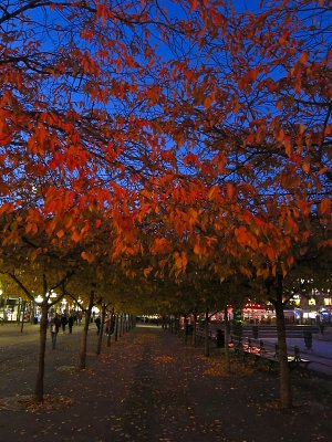 Cherry trees