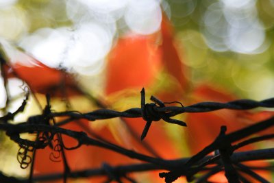 September 22: Barbed wire