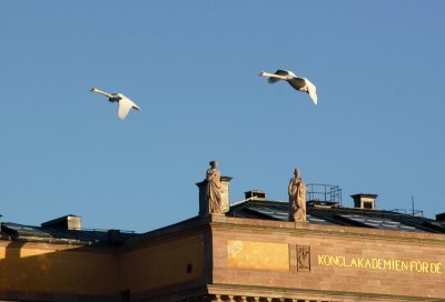 Swans above the art academi