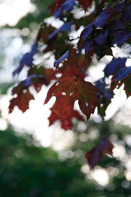 October 10: Backlit leaf