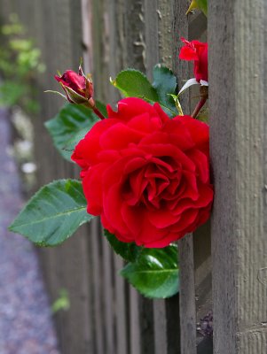 Red rose looking out