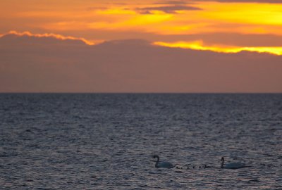 Swan family in sunset