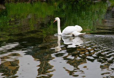 Reflecting Swan