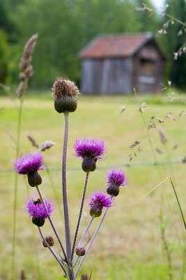 Thistles by the field