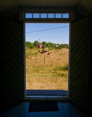 Cows through the door
