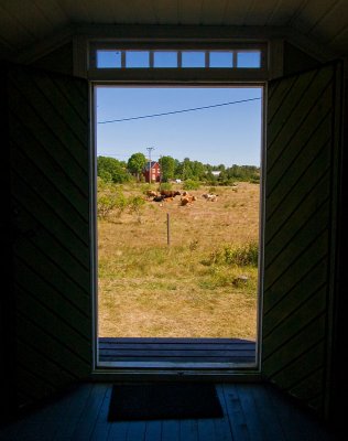 Cows through the door