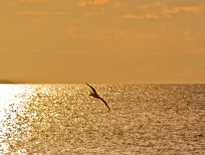 Gull in sunset