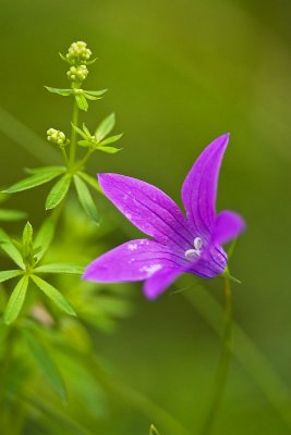 Bluebell
