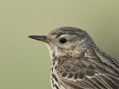 Anthus pratensis - Graspieper - Meadow Pipit