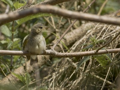 Hippolais icterina - Spotvogel - Icterine Warbler