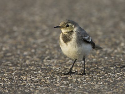 witte_kwikstaart