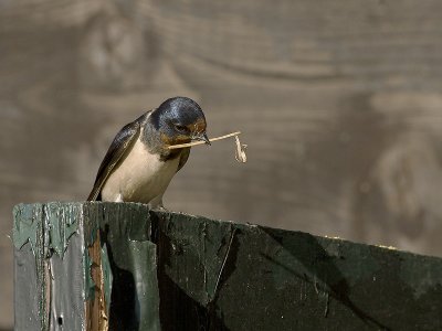 Hirundo rustica - Boerenzwaluw - Swallow