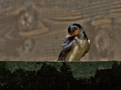 Hirundo rustica - Boerenzwaluw - Swallow