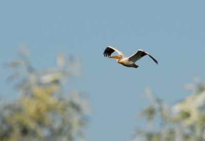 Osprey_Morning-101.JPG