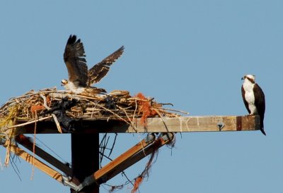 Osprey_Morning-103.JPG