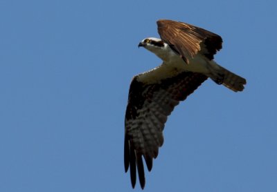 Osprey_Morning-104.JPG