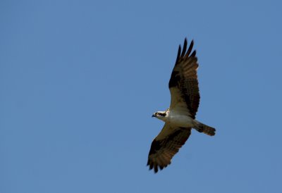 Osprey_Morning-105.JPG