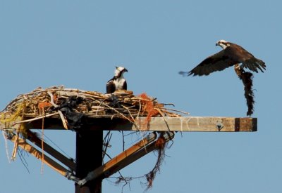 Osprey_Morning-106.JPG