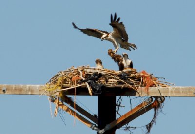 Osprey_Morning-107.JPG