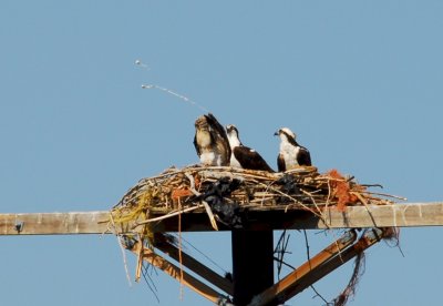 Osprey_Morning-108.JPG