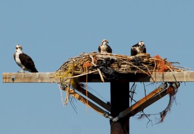 Osprey_Morning-110.JPG