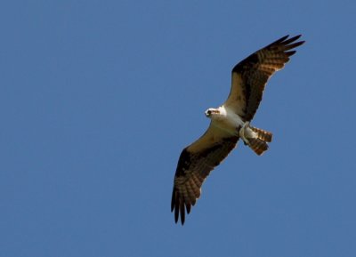 Osprey_Morning-113.JPG