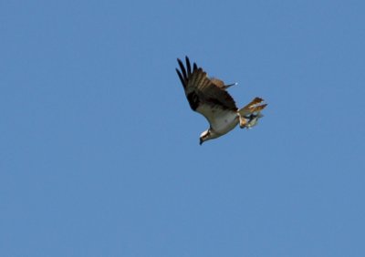 Osprey_Morning-115.JPG