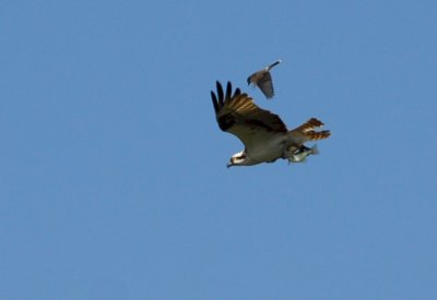 Osprey_Morning-116.JPG