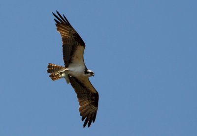 Osprey_Morning-117.JPG