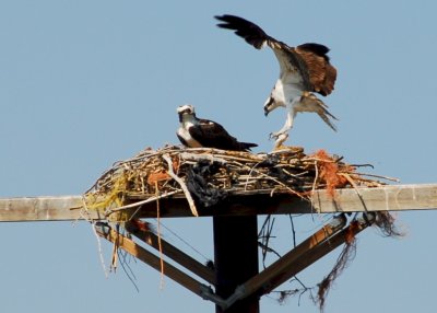 Osprey_Morning-119.JPG